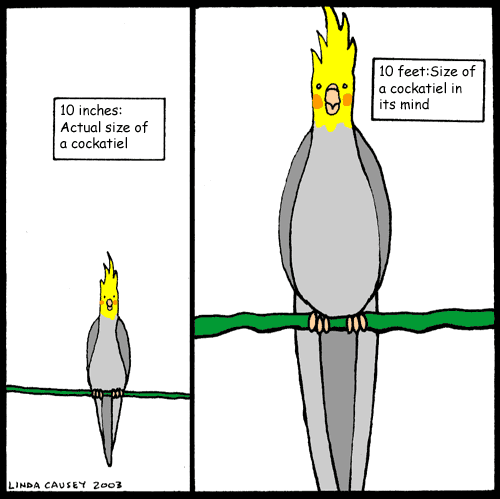 Cockatiel's size in his mind