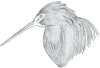 bird02.png (22883 bytes)