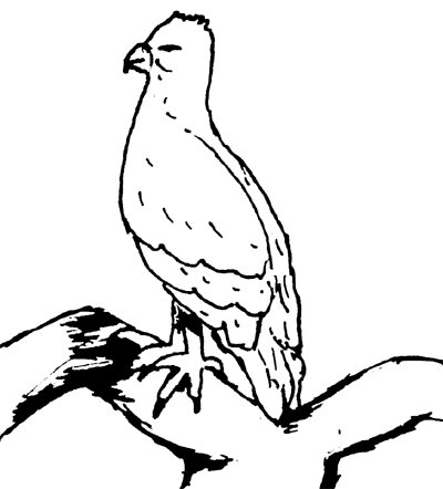 bird