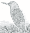 bird.png (19035 bytes)