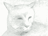 cat02.png (83482 bytes)