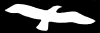 gull.png (3528 bytes)