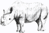rhino02.png (143347 bytes)