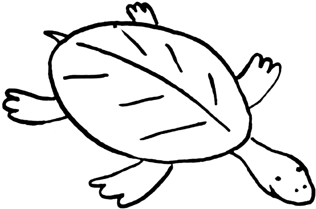 turtle