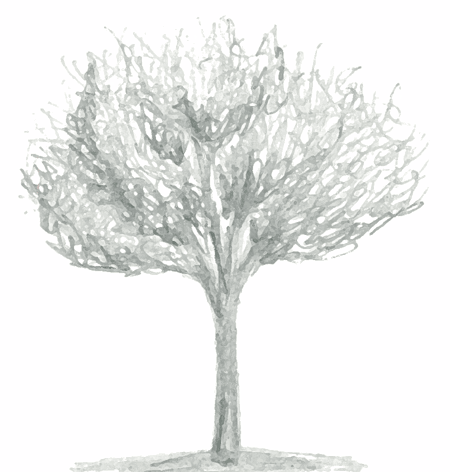 clipart family tree. tree clipart images. tree