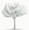 tree.png (60582 bytes)