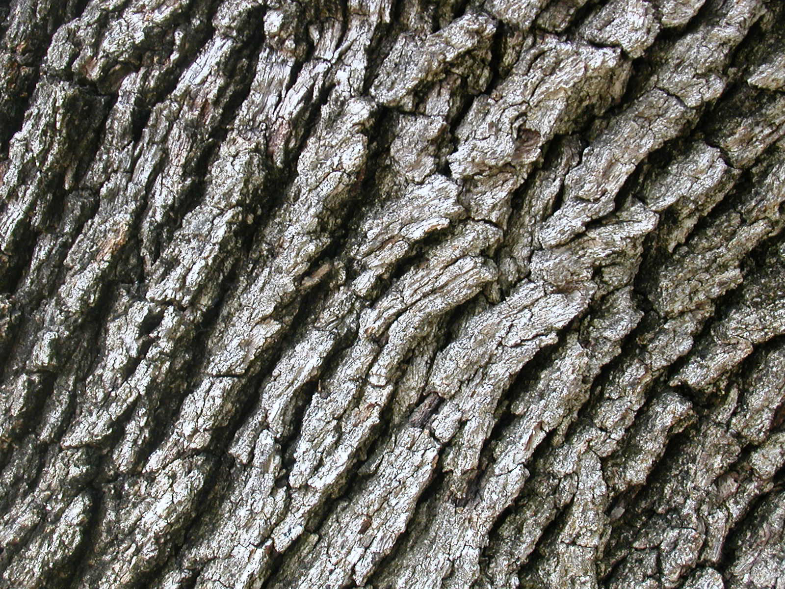clipart tree bark - photo #9