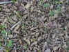 dead_leaves.jpg (106136 bytes)