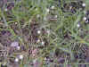 flowers01.jpg (105376 bytes)