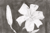 flower03.png (33501 bytes)