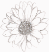 flower.png (30743 bytes)