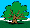 oak_tree.gif (12425 bytes)