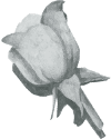 rose.png (19867 bytes)